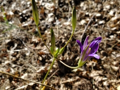 Brodiaea elegans