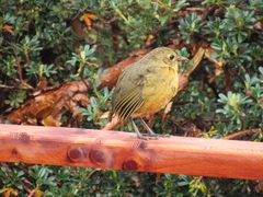 Grallaria quitensis