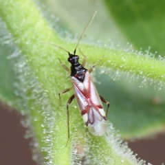 Tupiocoris rufescens