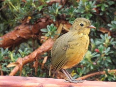 Grallaria quitensis