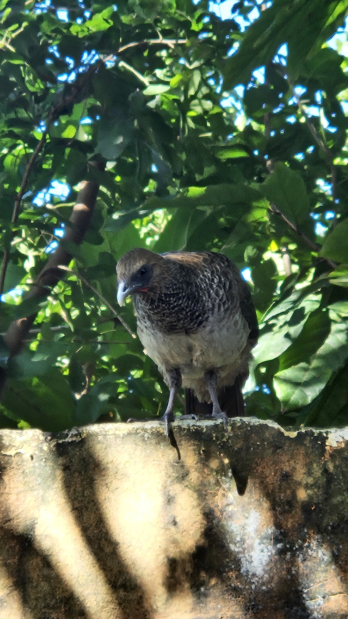 East Brazilian Chachalaca illustration