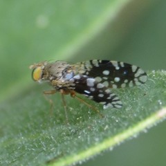 Euaresta bellula