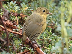 Grallaria quitensis