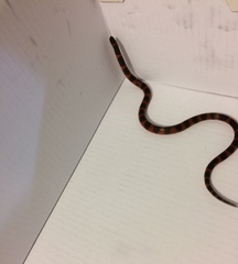 Geophis semidoliatus