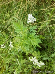 Chaerophyllum temulum