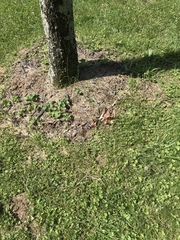 Phallus rubicundus