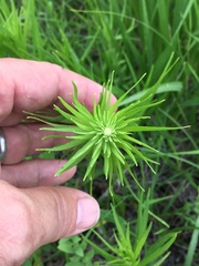 Liatris pycnostachya