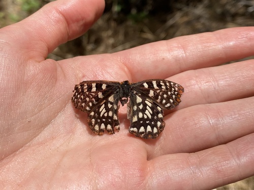 iNaturalist observation photo of Variable Checkerspot