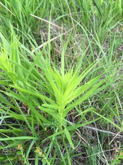 Liatris pycnostachya