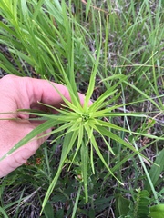Liatris pycnostachya