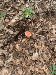 Amanita parcivolvata
