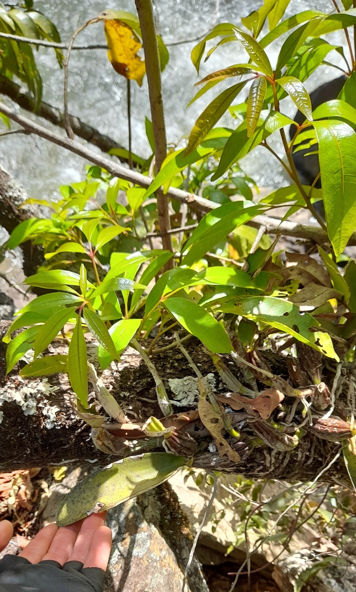 Imagem de Orquídea