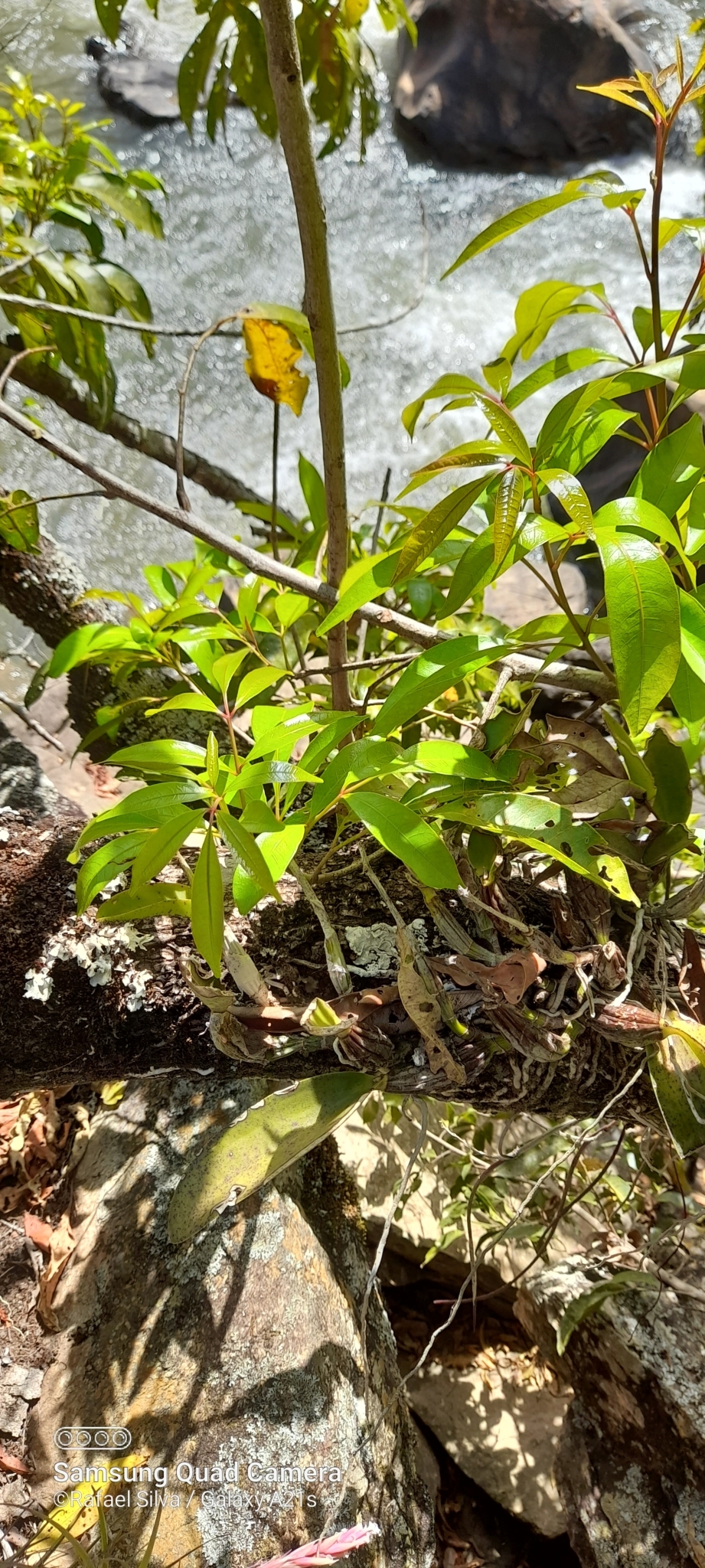 Imagem de Orquídea