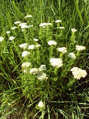 Achillea stepposa