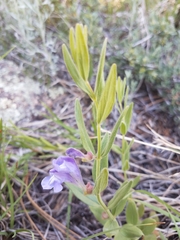 Scutellaria brittonii