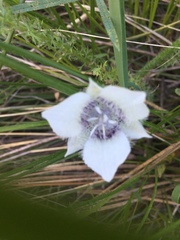 Calochortus elegans