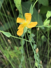 Hypericum denticulatum