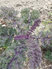 Brassica oleracea acephala