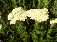 Achillea stepposa