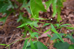 Euphorbia curtisii