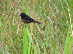 Sporophila angolensis