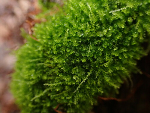 Pseudocephalozia