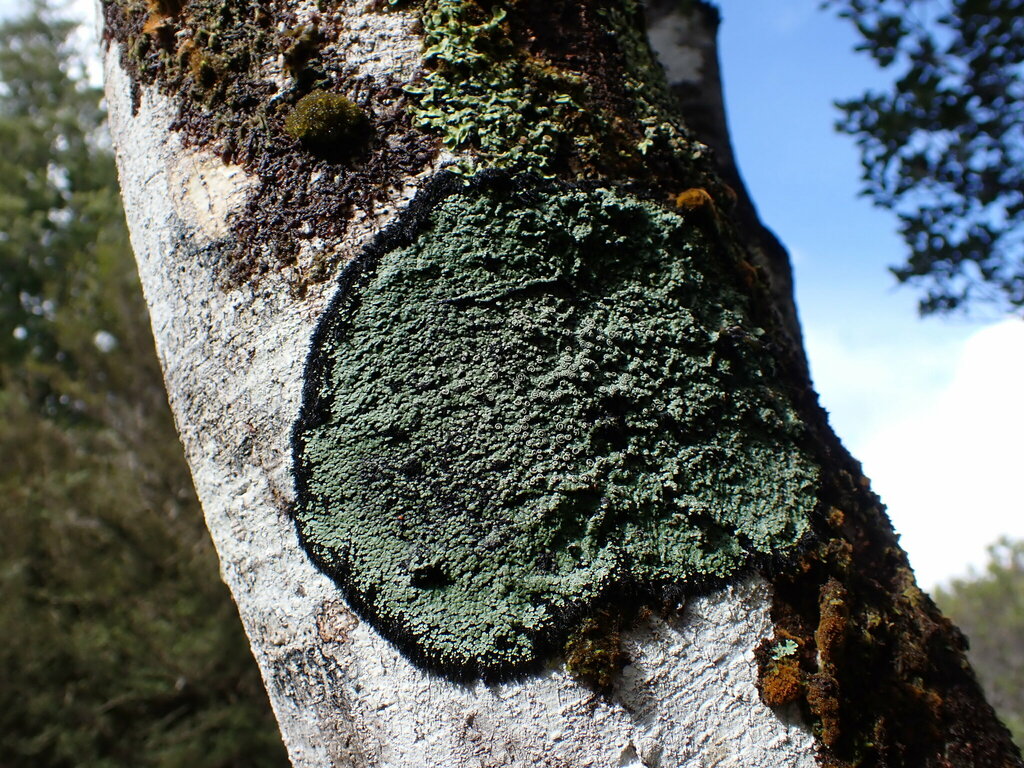 Pannaria implexa