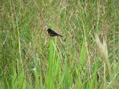 Sporophila angolensis