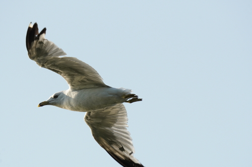 Ring-billed Gull photographed in Ohio