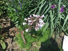 Penstemon digitalis
