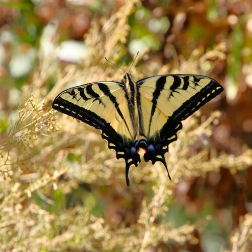 iNaturalist observation photo of Western Tiger Swallowtail