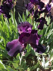 Iris × germanica