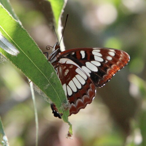 iNaturalist observation photo of Lorquin's Admiral
