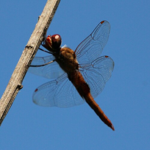 iNaturalist observation photo of Spot-winged Glider