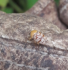 Cryptocephalus fulguratus