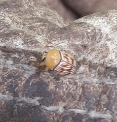 Cryptocephalus fulguratus