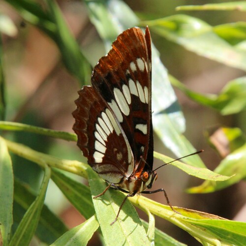 iNaturalist observation photo of Lorquin's Admiral