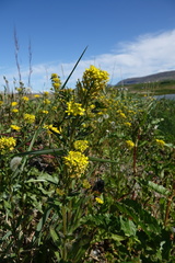 Erysimum hieraciifolium