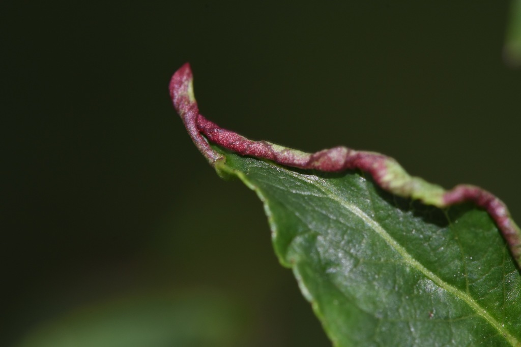 Stenacis euonymi
