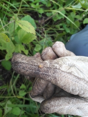 Cryptocephalus fulguratus