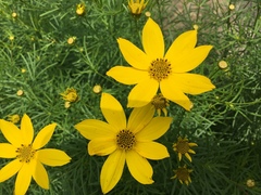 Asteraceae