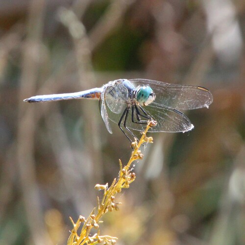 iNaturalist observation photo of Blue Dasher