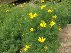 Asteraceae
