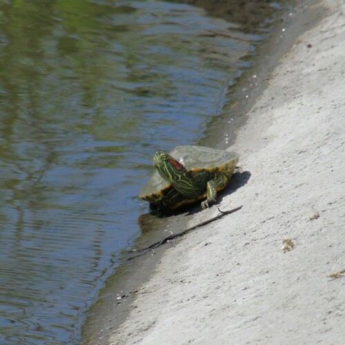 iNaturalist observation photo of Red-eared Slider