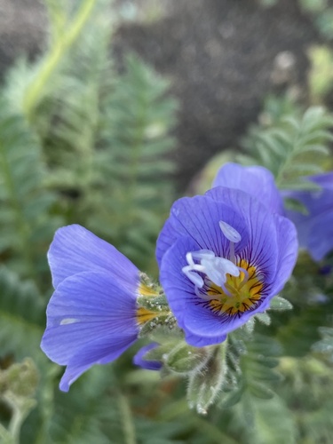 Northern Jacob's-ladder