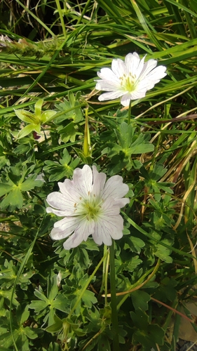 Image of Geranium cinereum by (c) Santiago Martín-Bravo, some rights reserved (CC BY)