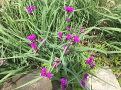 Tradescantia
