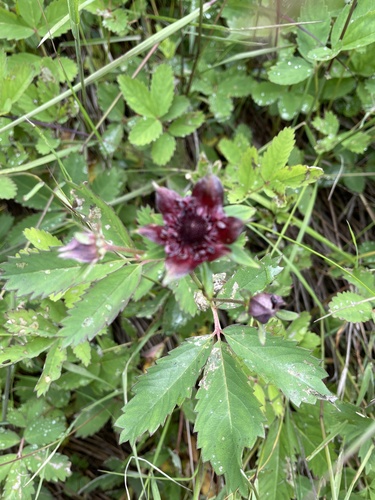 marsh cinquefoil