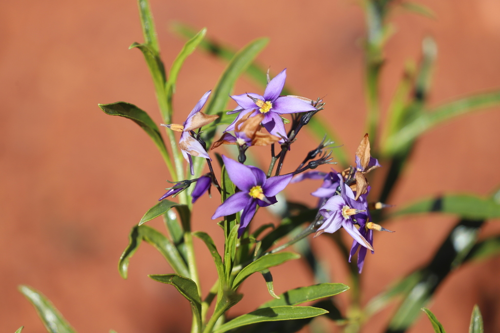 Halgania glabra