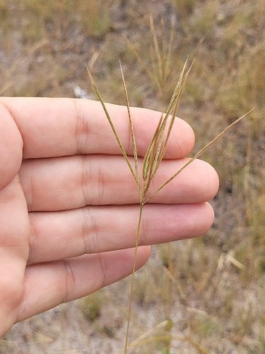 Leafy skeletongrass (Gymnopogon foliosus)